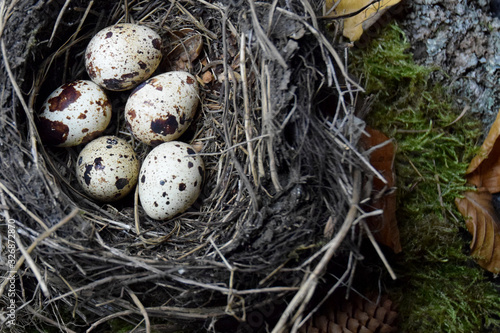 speckled eggs in the nest