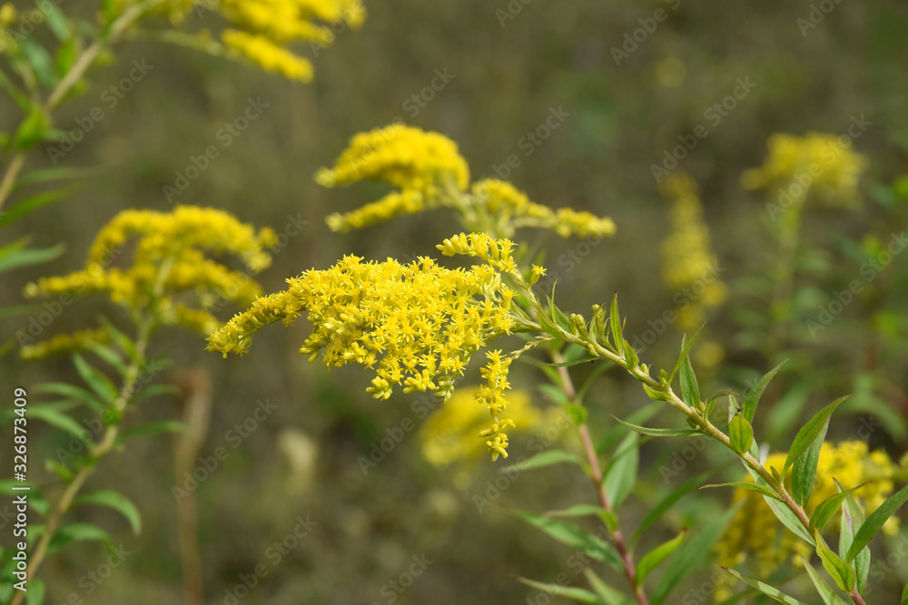 goldenrod herbal medicine