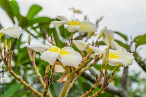 frangipani flowers