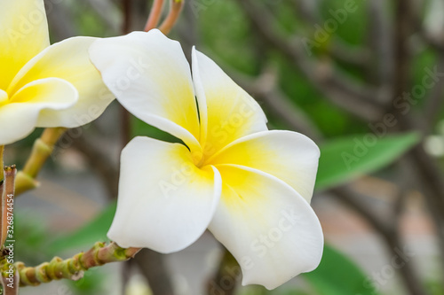 frangipani flowers