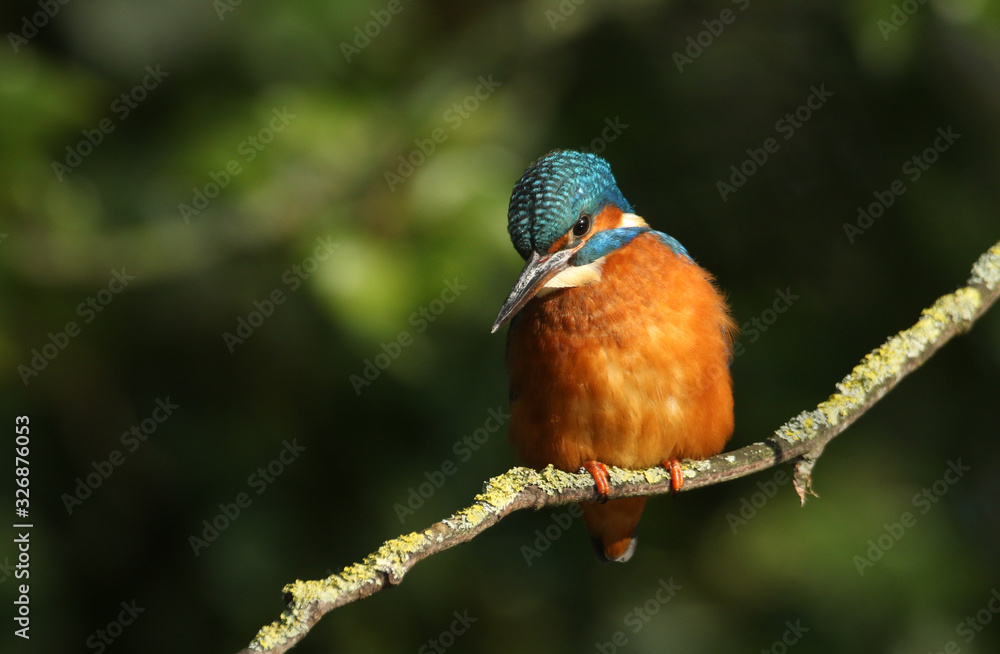 A stunning female Kingfisher, Alcedo atthis, perching on a branch. It has been diving into the river catching fish. A stunning female Kingfisher, Alcedo atthis, perching on a branch. It has been diving into the river catching fish.
