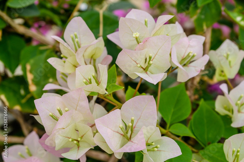frangipani flowers