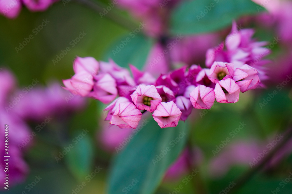 clerodendrum x speciosum 3