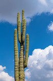 Close up of a columnar cactus with blue sky and clouds in the background, Tehuacan Cuicatlan Biosphere Reserve, Oaxaca, Mexico.