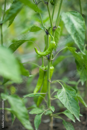 young green peppers on a branch in the garden