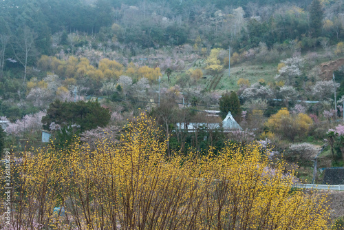 日本の農村地帯と黄色い花