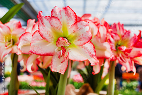 Amaryllis flowers in the pot