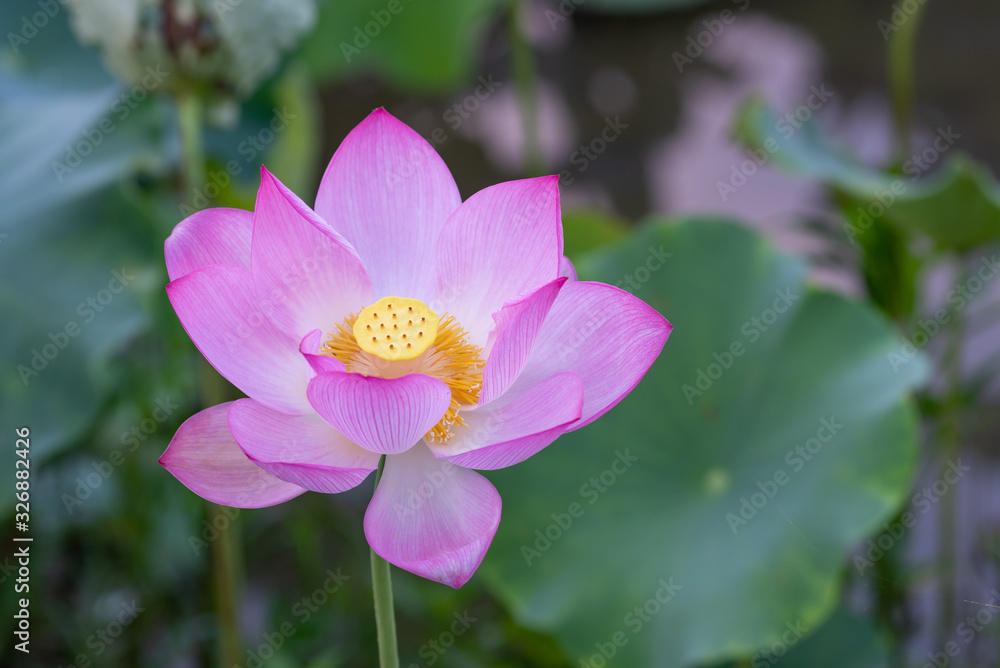 Close up of a single pink lotus flower Close up of a single pink lotus flower