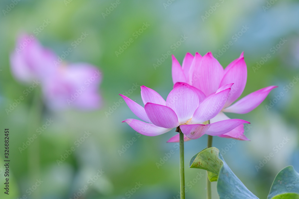Close up of a single pink lotus flower Close up of a single pink lotus flower