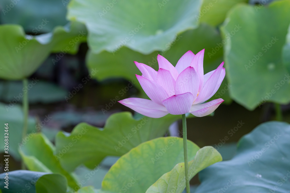 Close up of a single pink lotus flower Close up of a single pink lotus flower