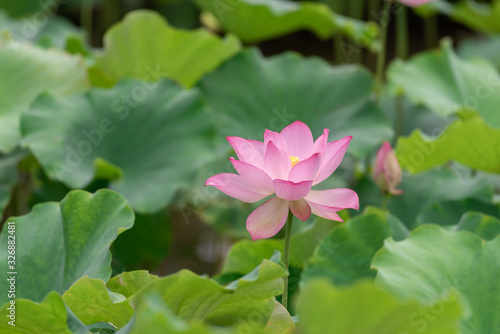 Close up of a single pink lotus flower © chen