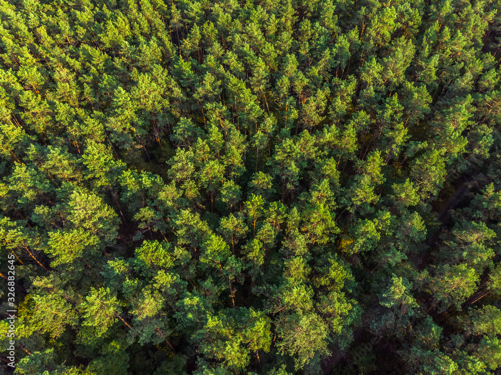Aerial panoramic view of evergreen pine forest.