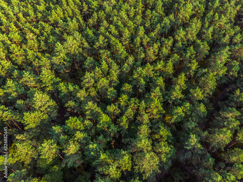 Aerial panoramic view of evergreen pine forest. © volff