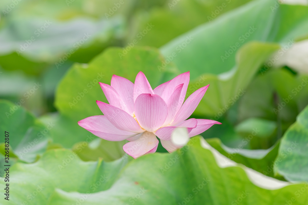 Obraz premium Close up of a single pink lotus flower