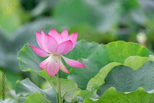 Close up of a single pink lotus flower