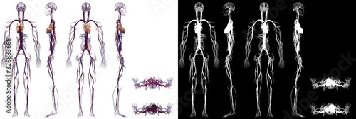 Human Anatomy Male Circulatory System