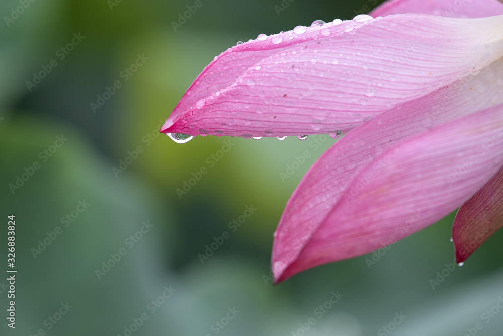 The lotus in the pool is in full bloom, red flowers, green leaves, with water drops, close-up flowers are very beautiful The lotus in the pool is in full bloom, red flowers, green leaves, with water drops, close-up flowers are very beautiful