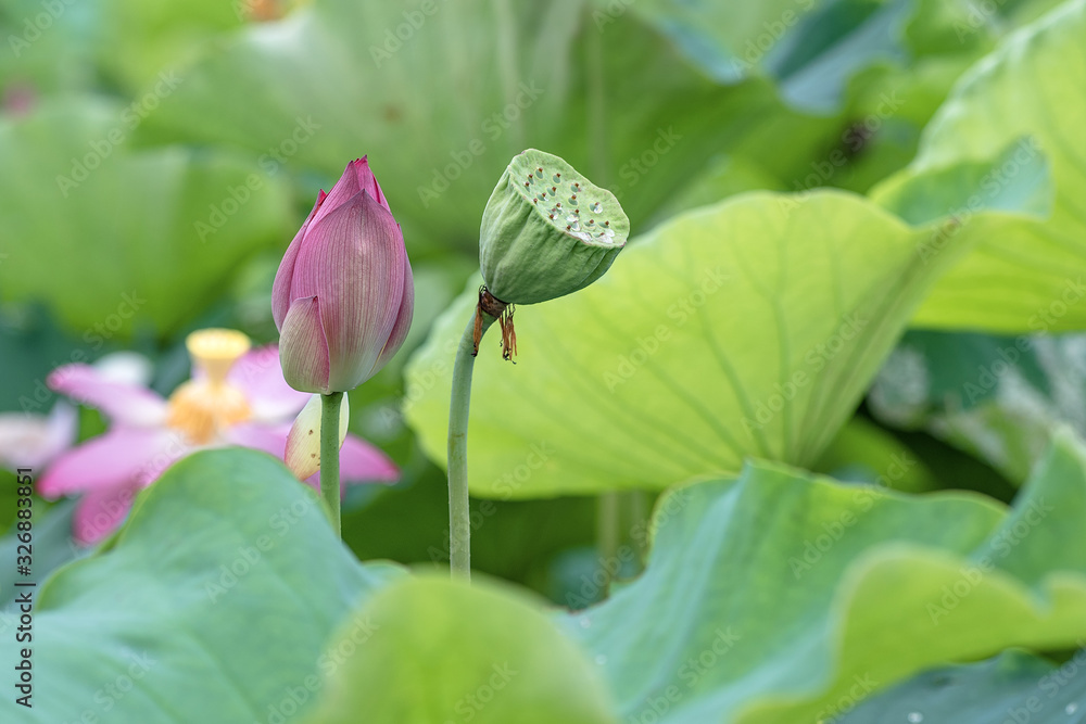 The lotus in the pool is in full bloom, red flowers, green leaves, with water drops, close-up flowers are very beautiful The lotus in the pool is in full bloom, red flowers, green leaves, with water drops, close-up flowers are very beautiful