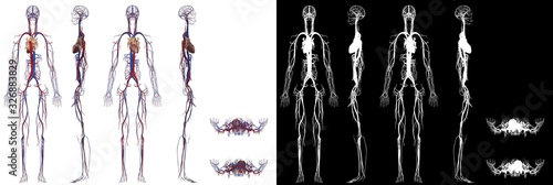 Human Anatomy Female Circulatory System