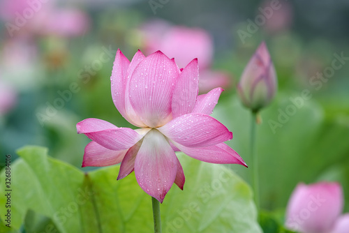 The lotus in the pool is in full bloom  red flowers  green leaves  with water drops  close-up flowers are very beautiful