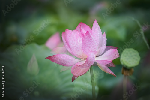 The lotus in the pool is in full bloom  red flowers  green leaves  with water drops  close-up flowers are very beautiful