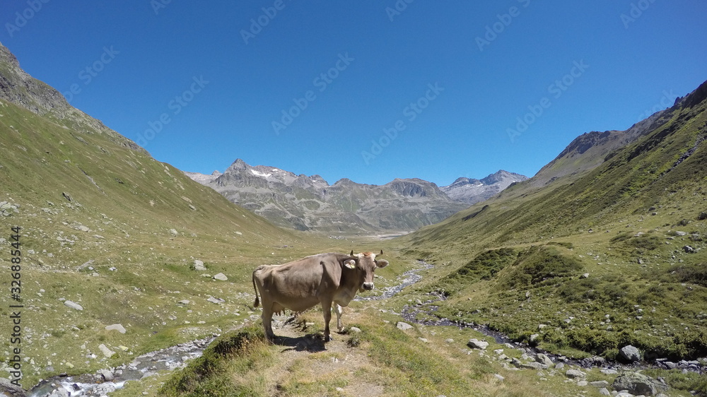 cow in the swiss mountains