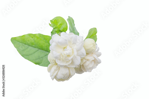 Jasminum sambac, Arabian Jasmine, fragrant Flower on white background, copy space.