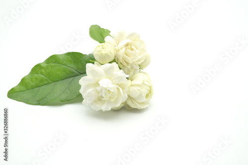 Jasminum sambac, Arabian Jasmine, fragrant Flower on white background, copy space. © tienuskin