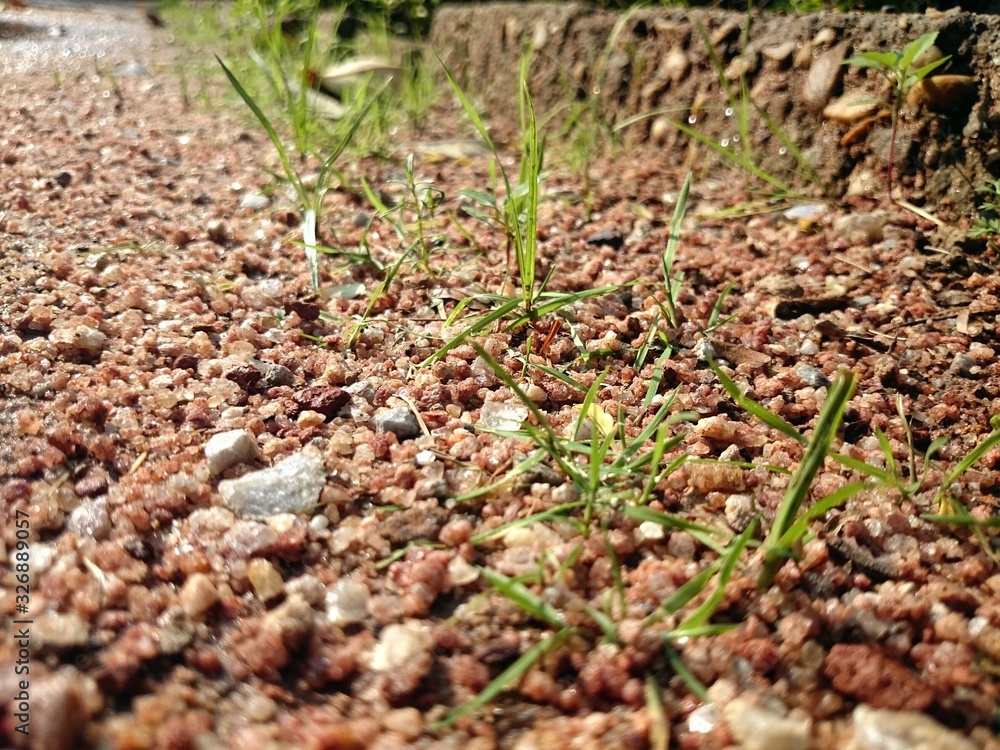 Micro rocks and grasses. Micro rocks and grasses.