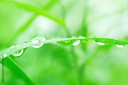 water drops on green grass, purity nature background