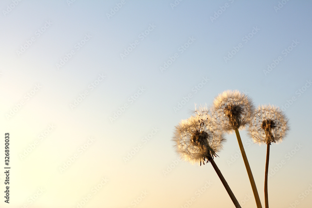 Three fluffy dandelions against the sky. soft spring sunsets