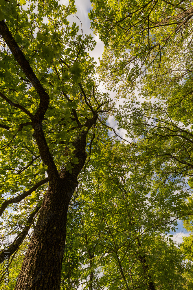 Wide angle view of a tall tree in Spring from an extremely low point of view Wide angle view of a tall tree in Spring from an extremely low point of view