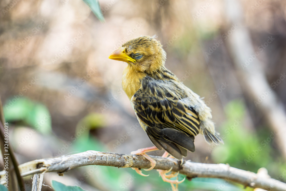 Naklejka premium Bird sleeping on a branch