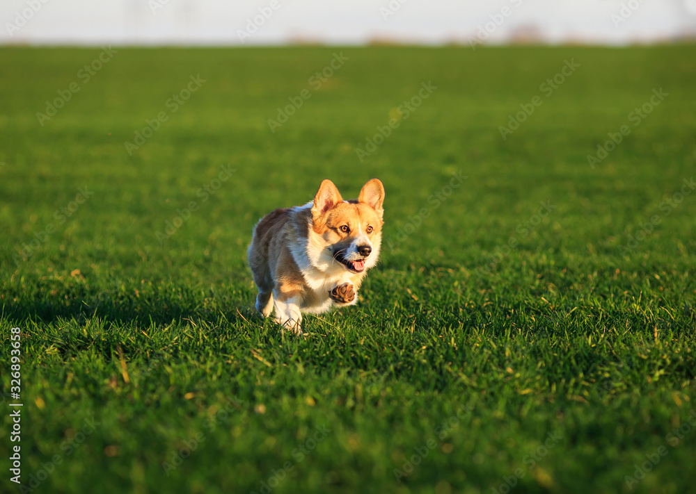 cute puppy dog red Welsh Corgi runs merrily through the green grass on a Sunny spring field in the village