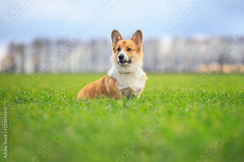 cute puppy dog red Welsh Corgi walks merrily on the green grass in a Sunny spring field in the village