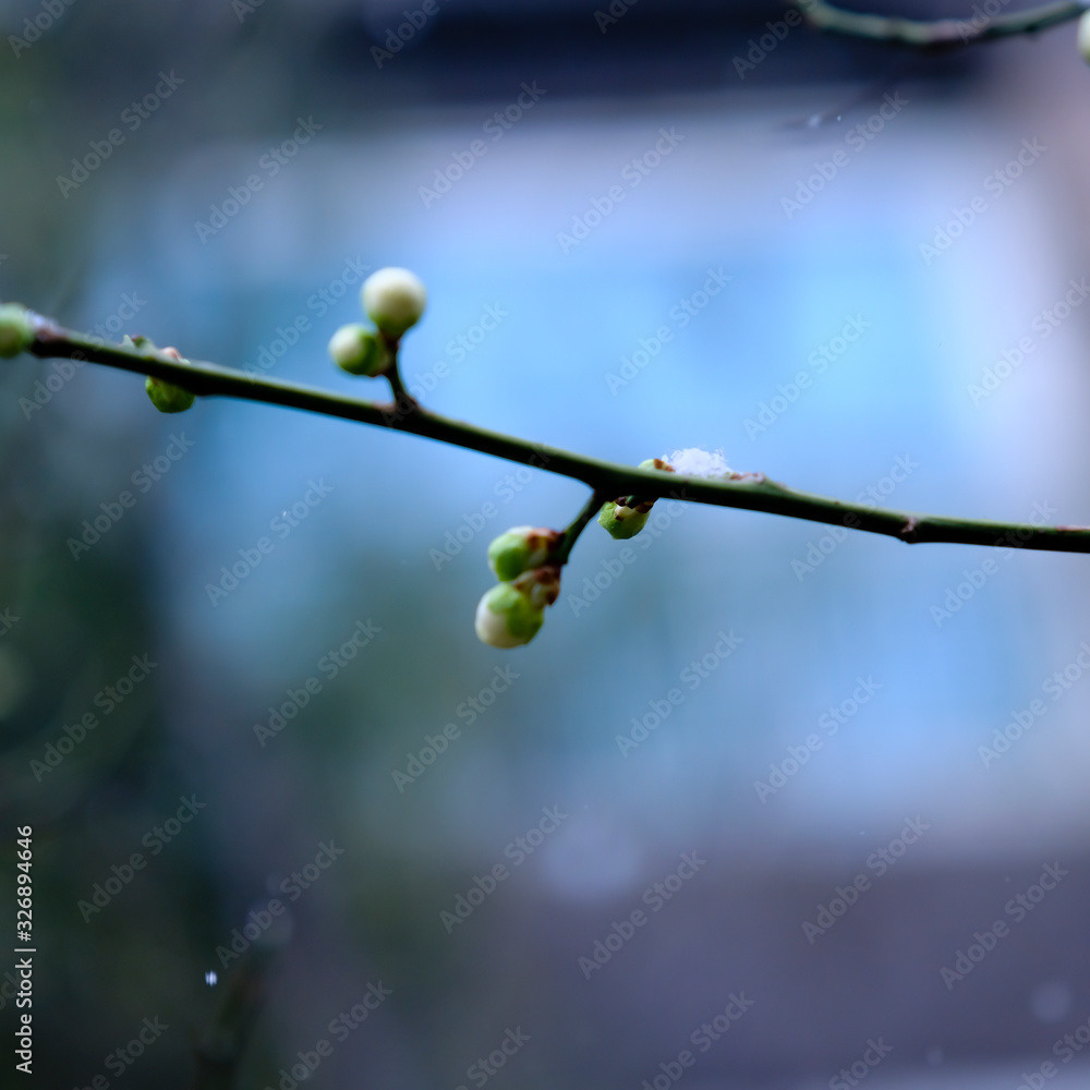 Beautiful buds for spring season background