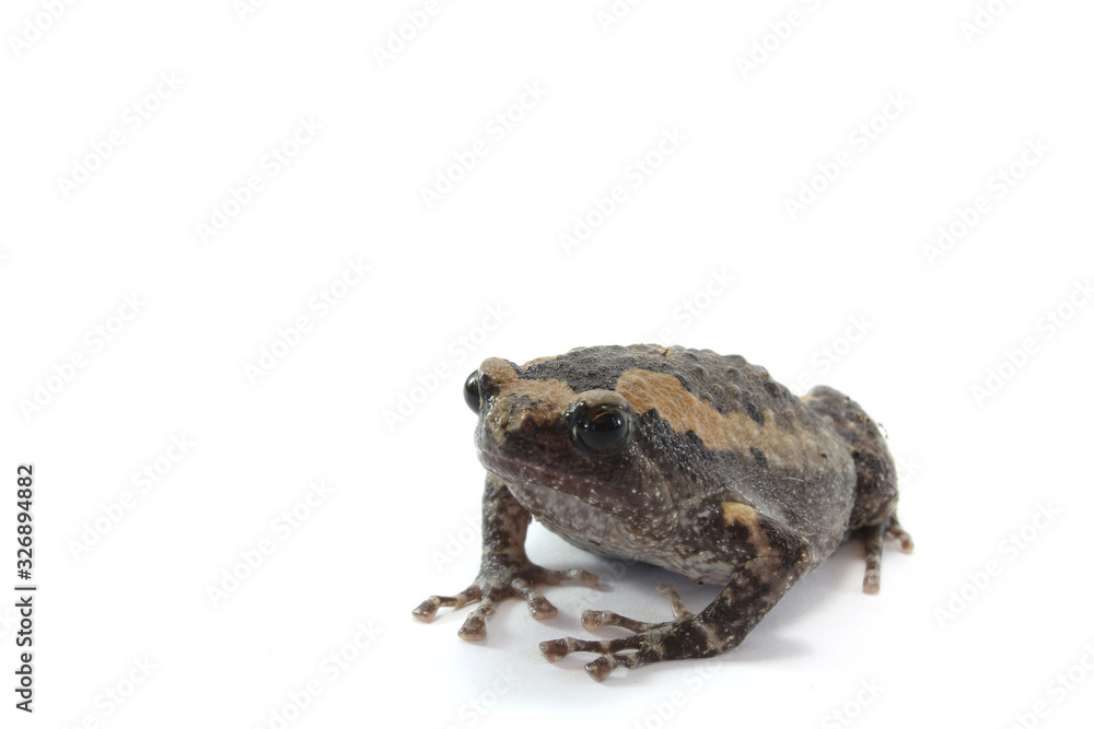 Fototapeta premium Asian narrowmouth toads, bullfrog isolated on white background
