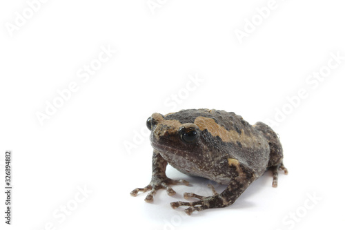 Asian narrowmouth toads, bullfrog isolated on white background