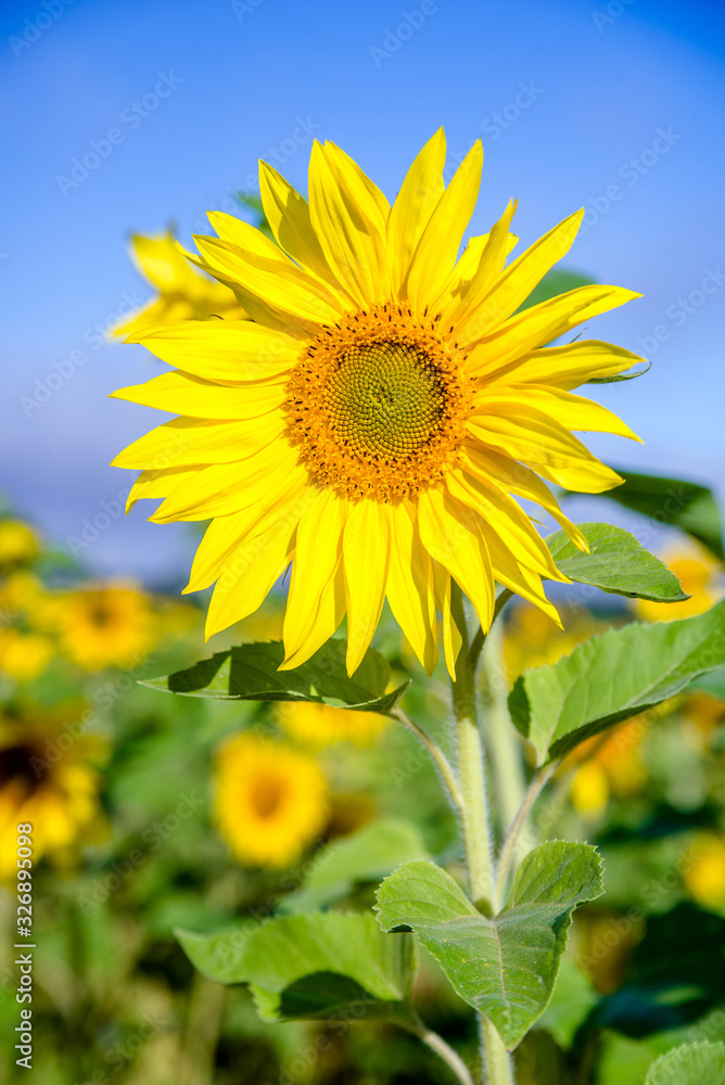 Sunflower flowers on blue sky background Sunflower flowers on blue sky background