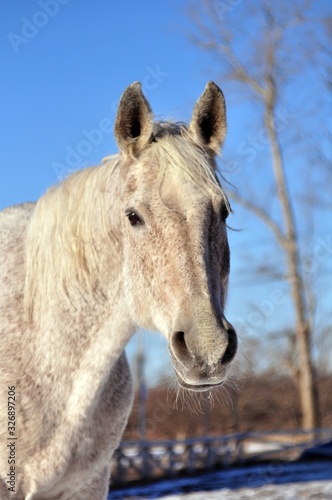 Grey horse in the spring sun