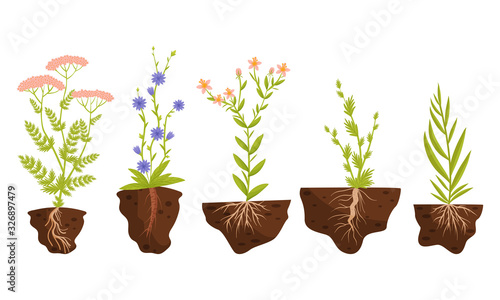 Garden Plants and Flowers Growing with Their Roots in Soil Vector Set