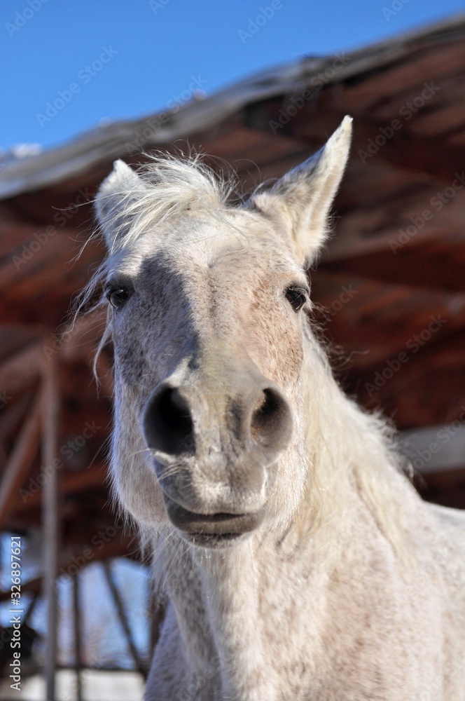 The grey horse made a funny face