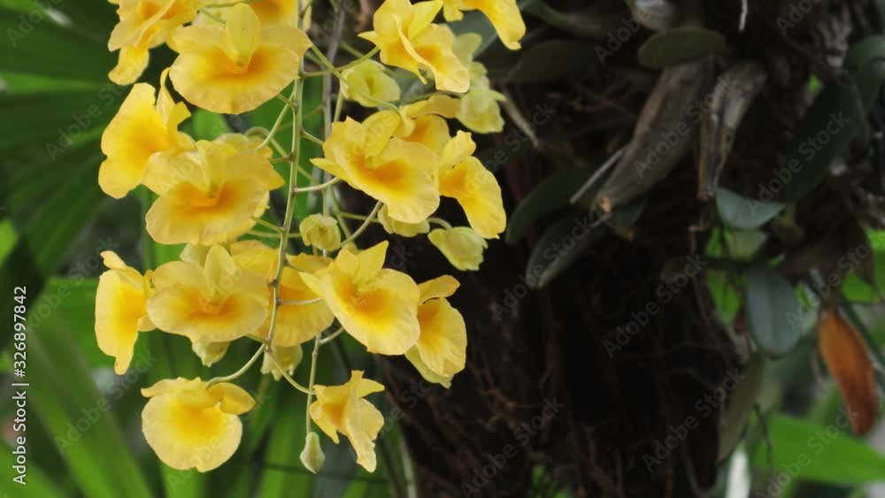 4K Orchid flower. Dendrobium lindleyi Orchidaceae. 4K Orchid flower. Dendrobium lindleyi Orchidaceae.