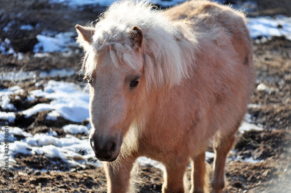 Fluffy palomino pony in the spring Fluffy palomino pony in the spring
