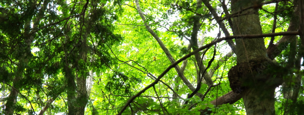 Fototapeta premium 新緑と黄色い鳥