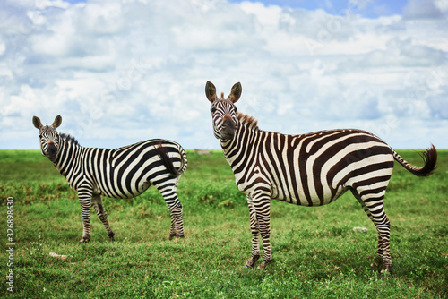 Two beautiful zebras in Africa