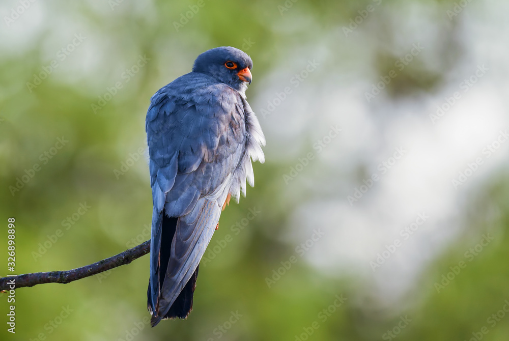 Obraz premium Red-footed Kestrel - Falco vespertinus, beautiful Kestrel from South European forests and woodlands, Hungary.