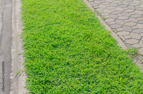 natural green grass texture background,Green grass. natural background texture.