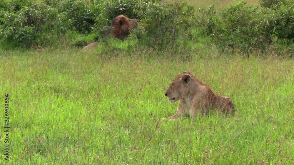 Male Lion Resting In The Bushes In Masai Mara In Kenya Looking At The Female Lion Lying On The Green Grass - Medium Shot