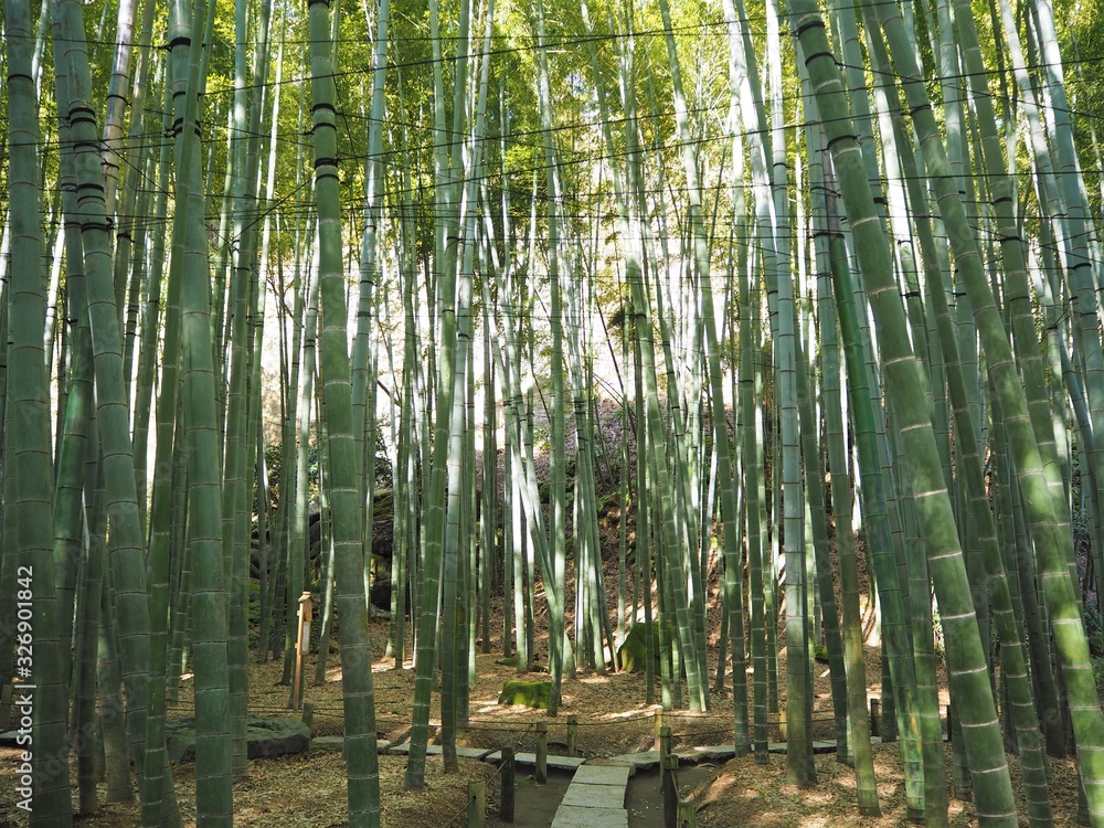 Fototapeta premium Hokokuji Temple in kamakura, JAPAN
